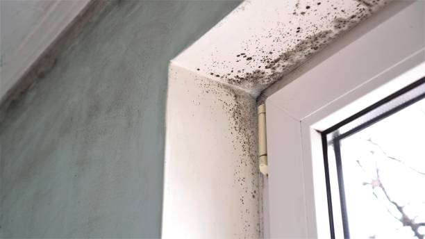 Best Attic Mold Removal  in Leola, PA